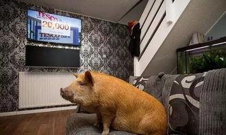 宠物猪网红吃哈密瓜视频,哈密瓜盛宴引网友热议